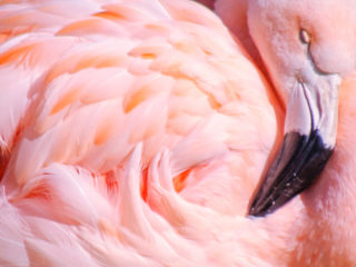 kolekcja-tikkurila-color-now-2019-Flamingo